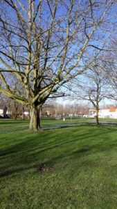 Muziekplantsoen 2020